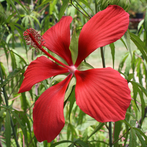 Red Texas Star Perennial Hibiscus, Scarlet Rose Mallow, Swamp Hibiscus, Swamp Mallow, Hibiscus coccineus